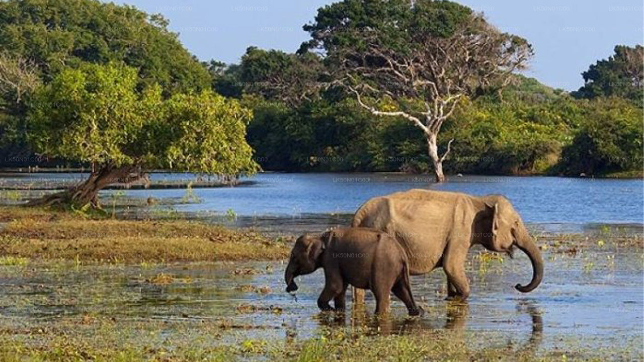 Safari privado con naturalista en el Parque Nacional Maduru Oya