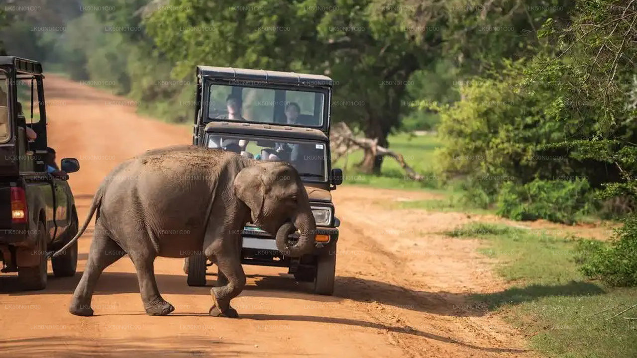 Safari privado con naturalista en el Parque Nacional Maduru Oya