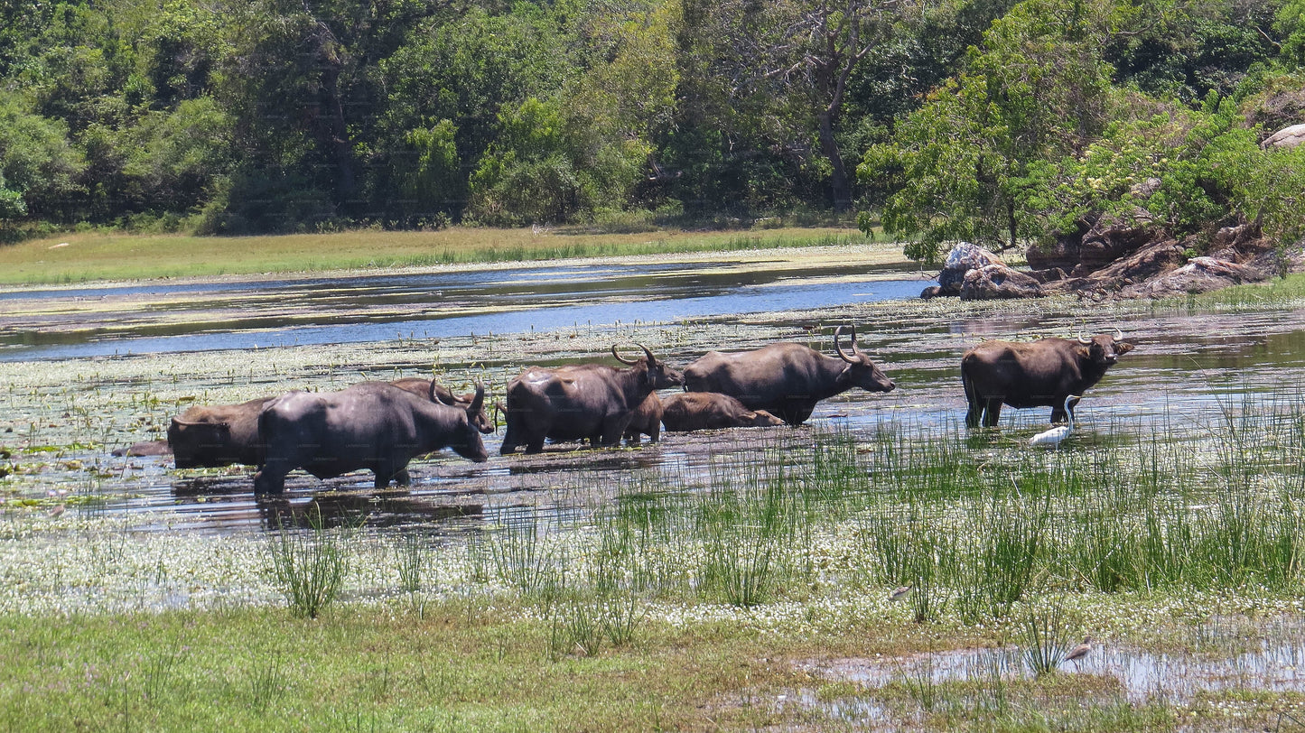 Safari privado con naturalista en el Parque Nacional Maduru Oya