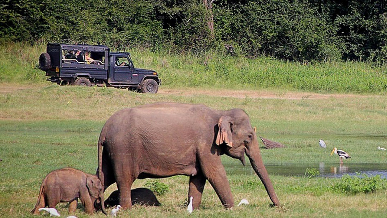 Safari privado con naturalista en el Parque Nacional Maduru Oya