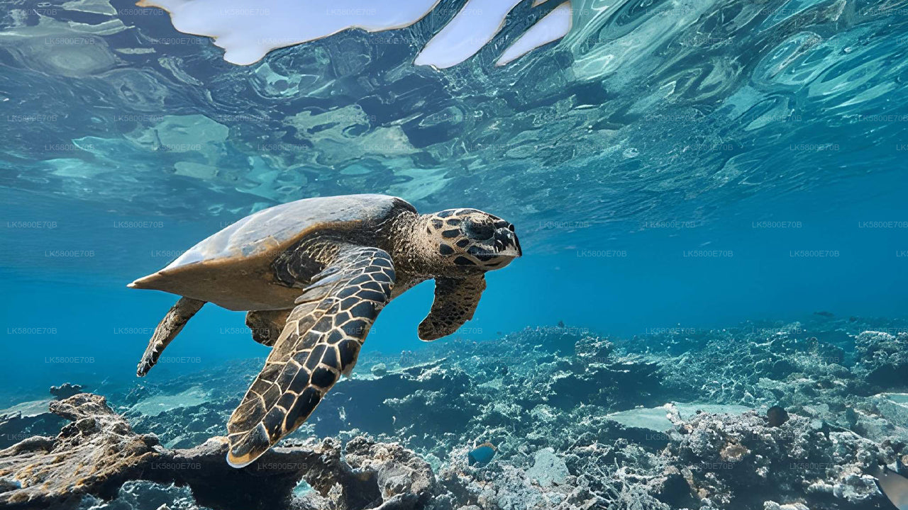 Snorkel con tortugas marinas desde Unawatuna