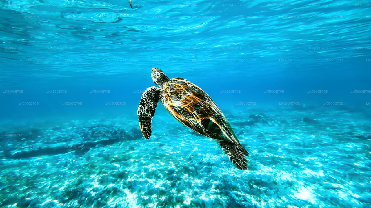 Snorkel con tortugas marinas desde Unawatuna