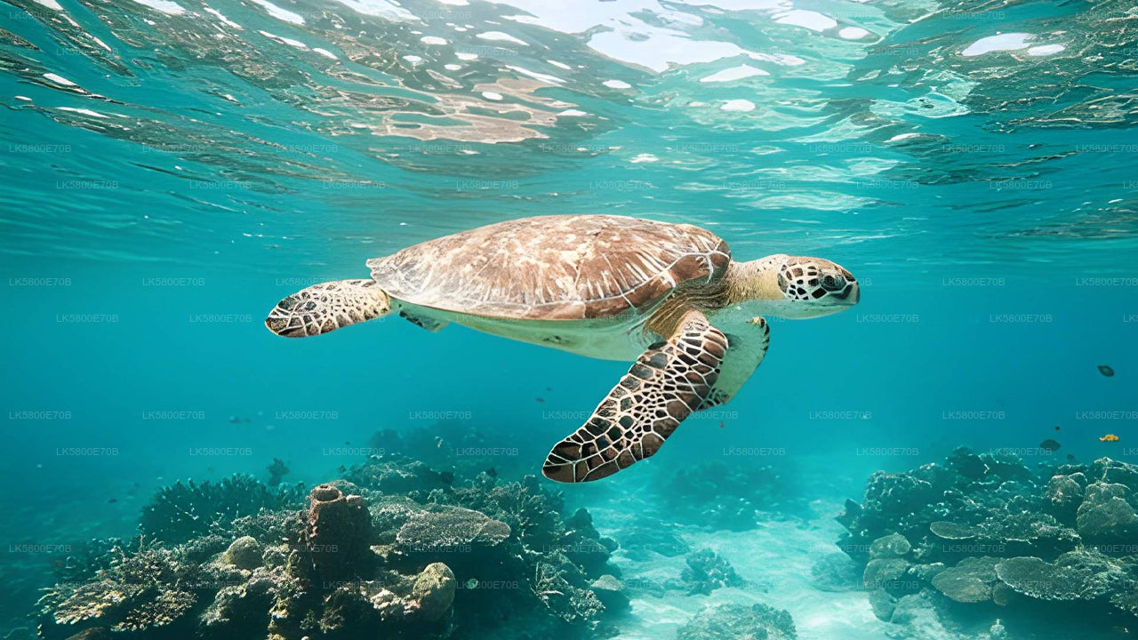 Snorkel con tortugas marinas desde Unawatuna