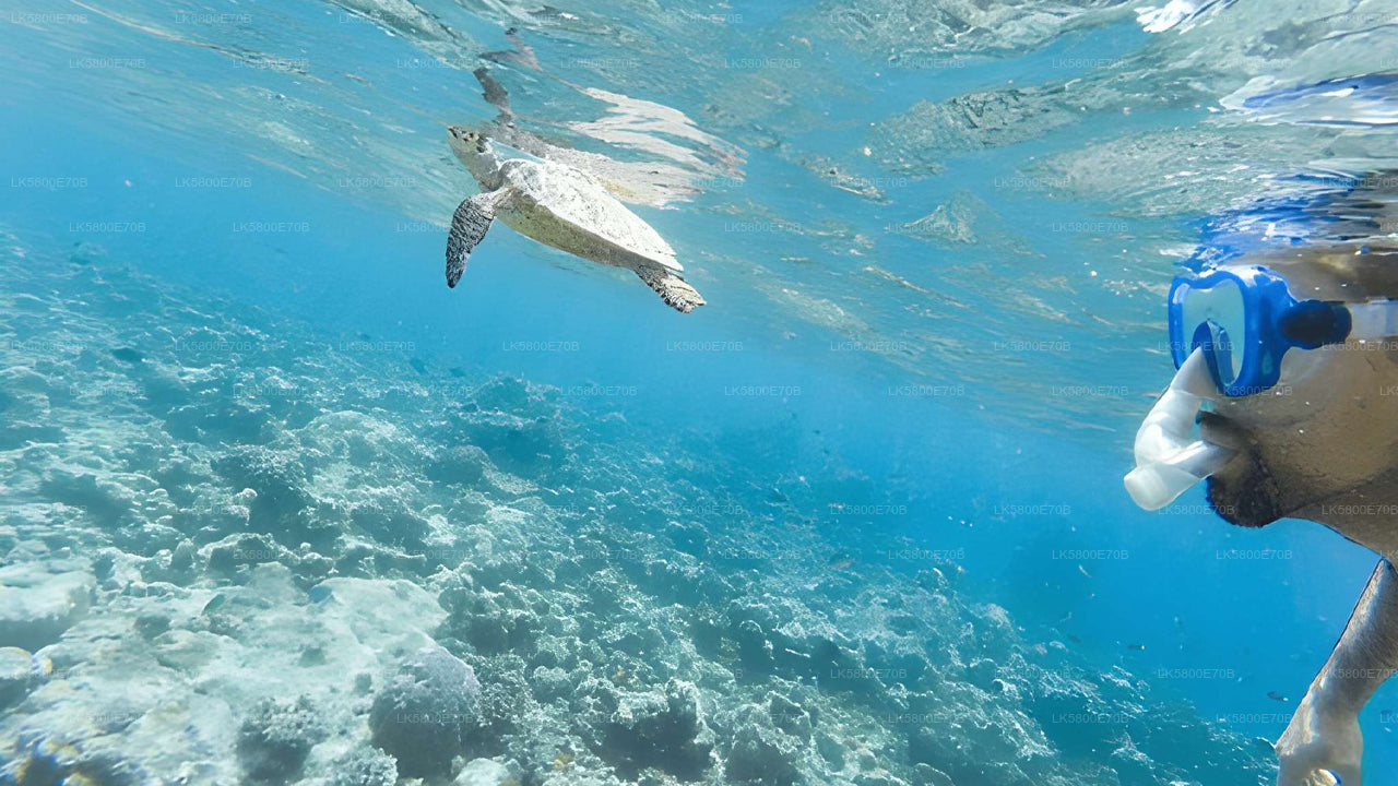 Snorkel con tortugas marinas desde Hikkaduwa