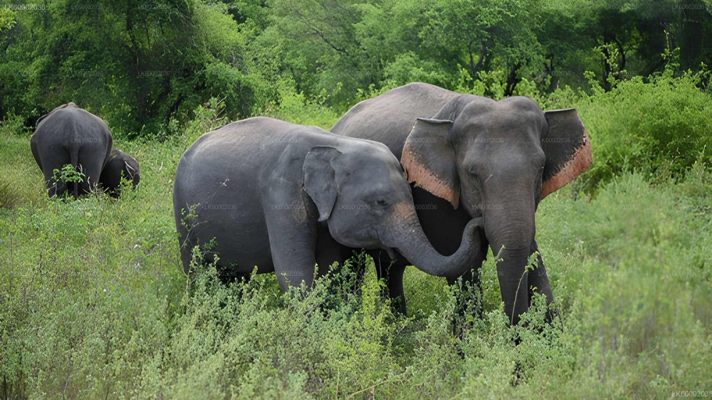 Private Tour from Ella to Ahangama with Udawalawe Safari