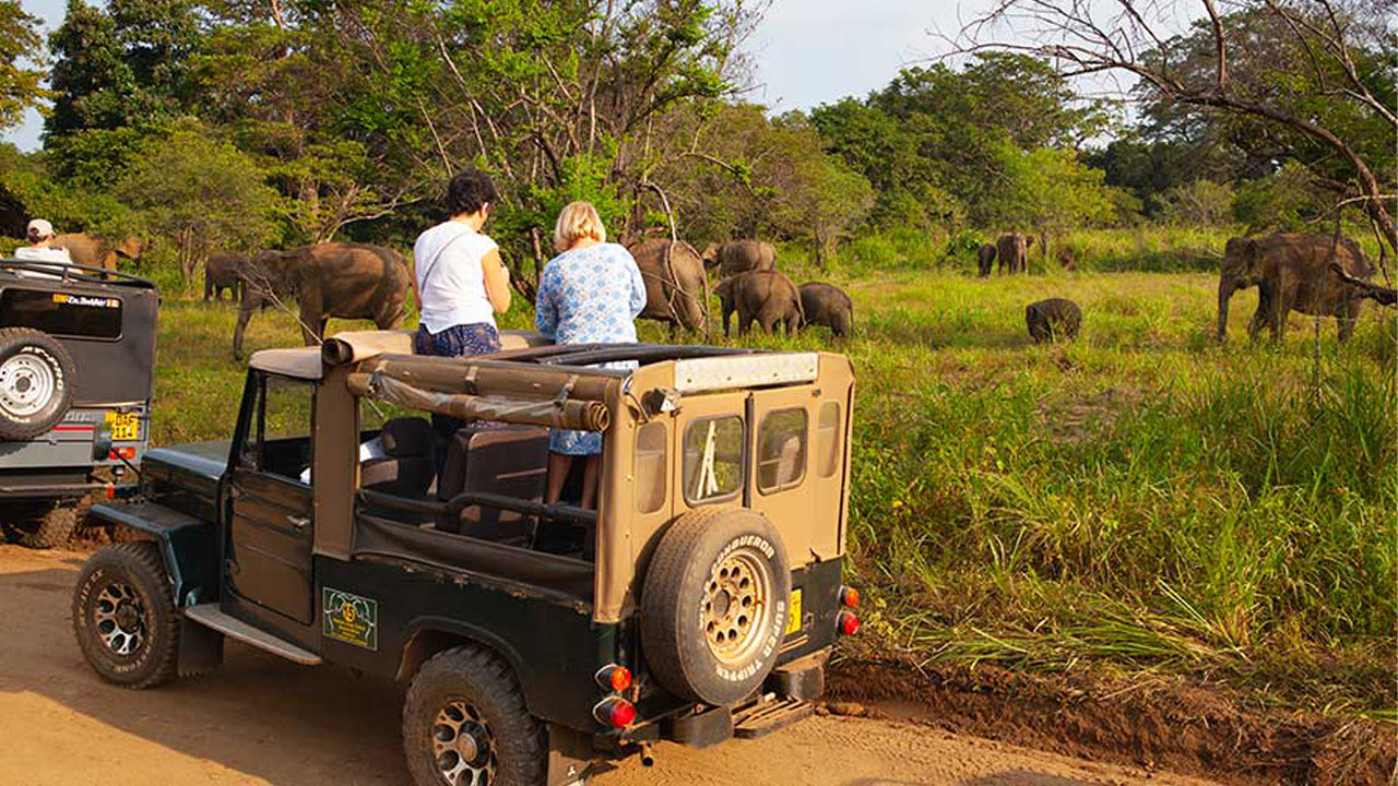 Excursión de un día al safari por el parque ecológico Hurulu desde Pasikuda