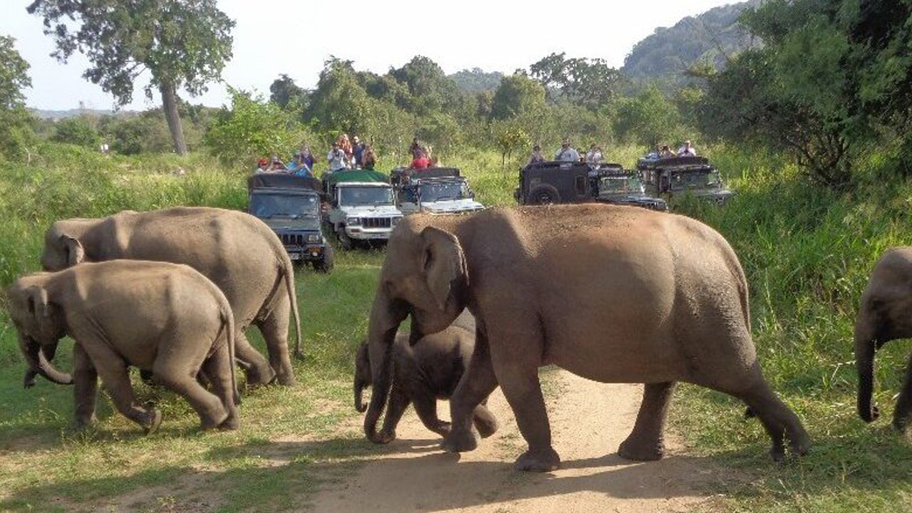 Excursión de un día al safari por el parque ecológico Hurulu desde Pasikuda