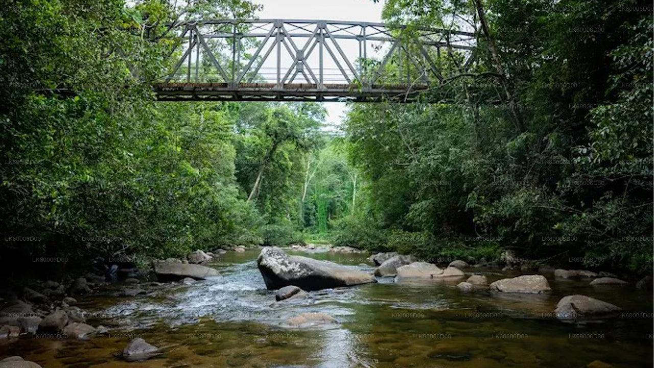 Visita guiada a la selva tropical de Sinharaja desde Kosgoda