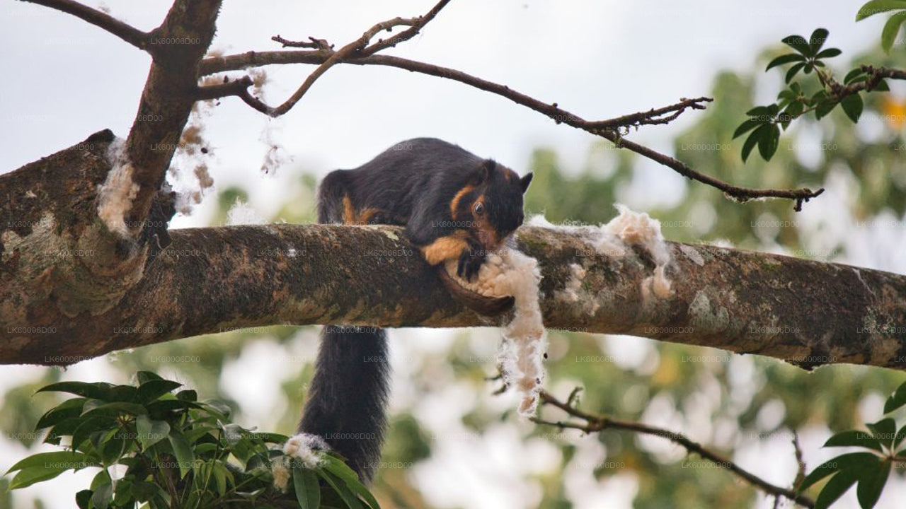 Visita guiada a la selva tropical de Sinharaja desde Kosgoda