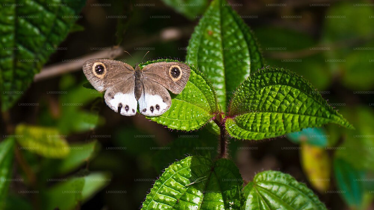 Visita guiada a la selva tropical de Sinharaja desde Kosgoda