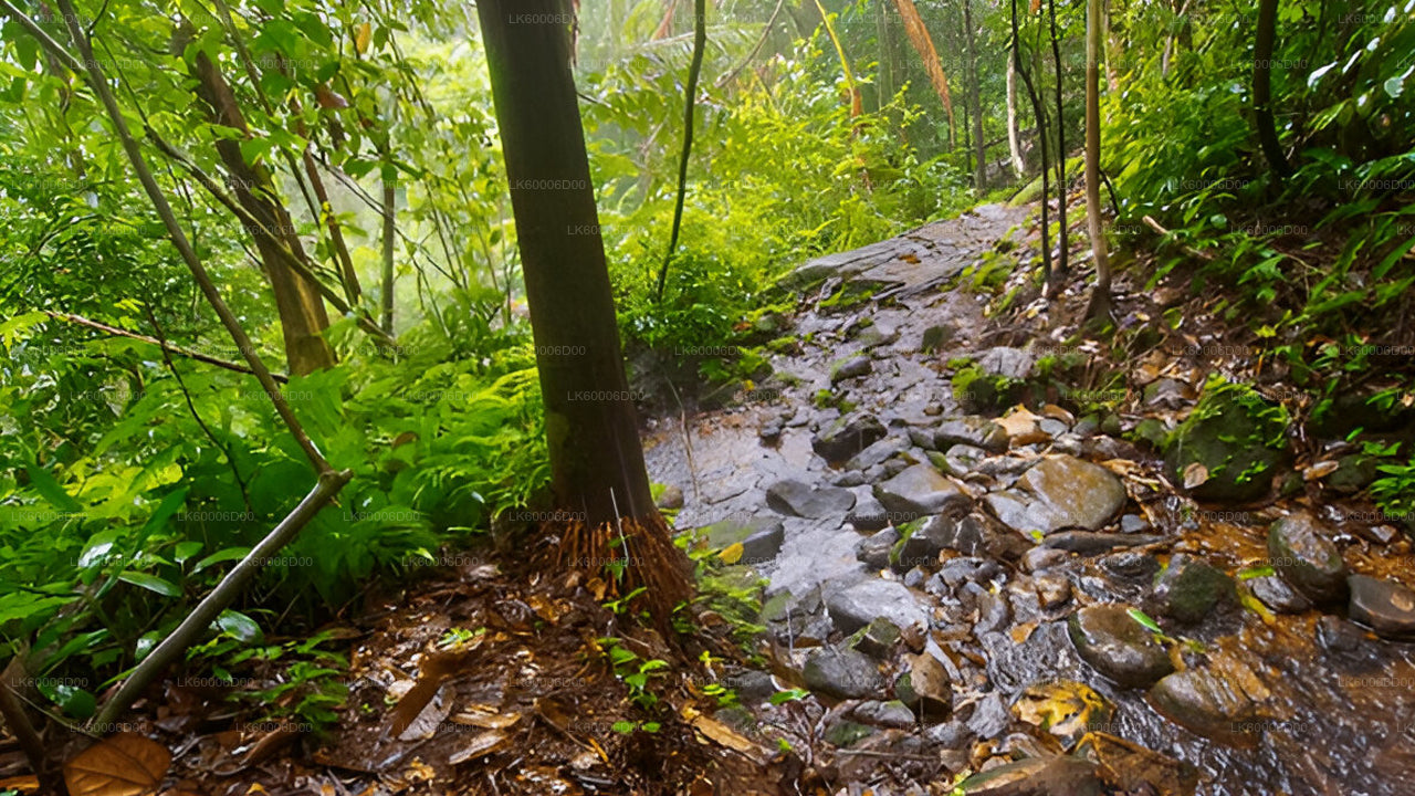 Visita guiada a la selva tropical de Sinharaja desde Kosgoda