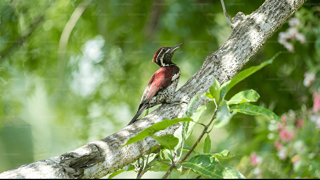 Visita guiada a la selva tropical de Sinharaja desde Kosgoda