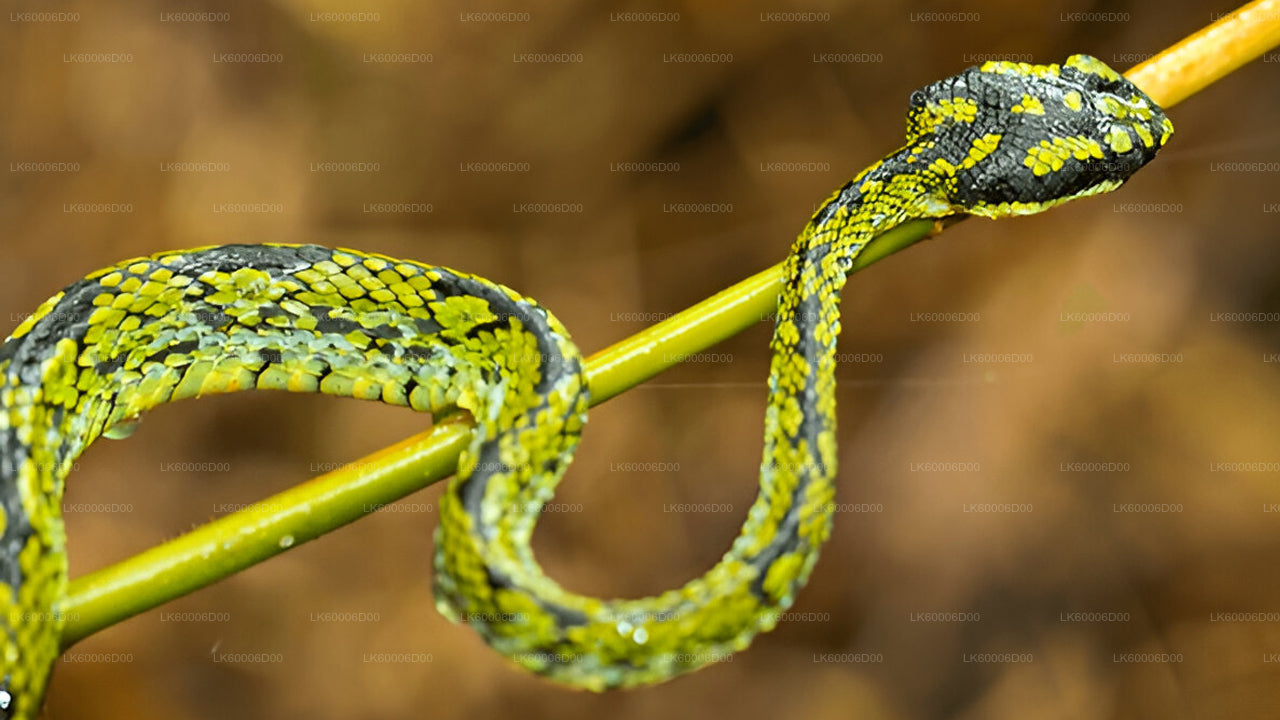 Visita guiada a la selva tropical de Sinharaja desde Kosgoda