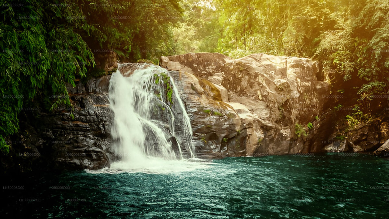 Visita guiada a la selva tropical de Sinharaja desde Kosgoda