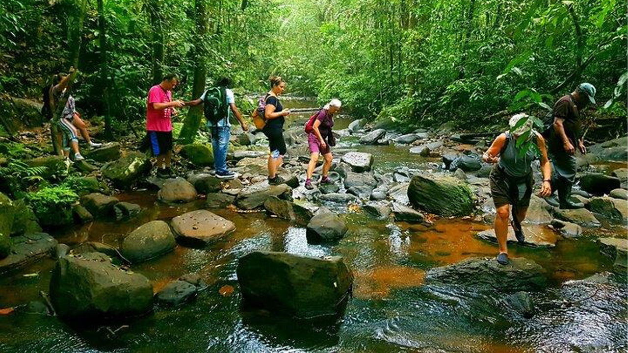 Excursión de un día a la selva tropical de Sinharaja desde Ahangama.