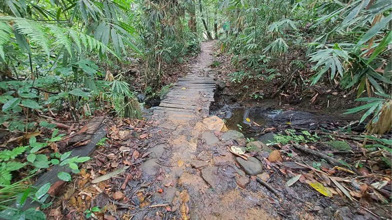 Excursión de un día a la selva tropical de Sinharaja desde Ahangama.
