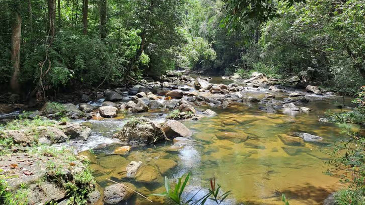 Excursión de un día a la selva tropical de Sinharaja desde Ahangama.