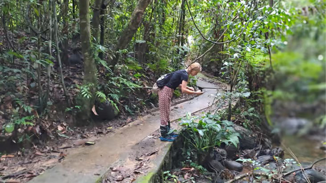 Excursión de un día a la selva tropical de Sinharaja desde Ahangama.