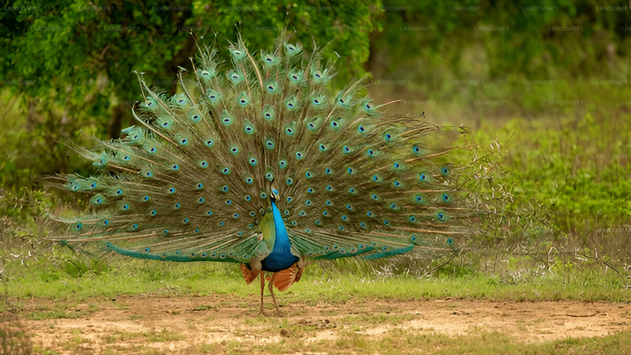 Yala National Park Safari from Kosgoda