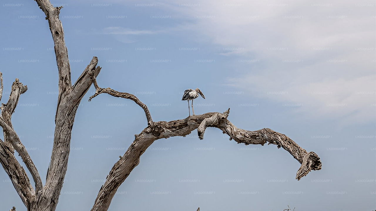 Yala National Park Safari from Kosgoda