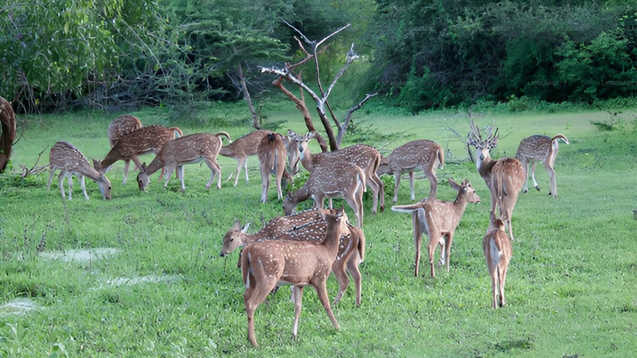 Yala National Park Safari from Kosgoda