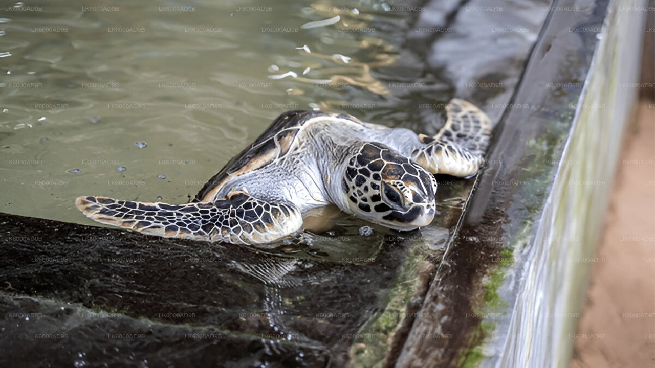 Southern Coast Highlights from Kosgoda