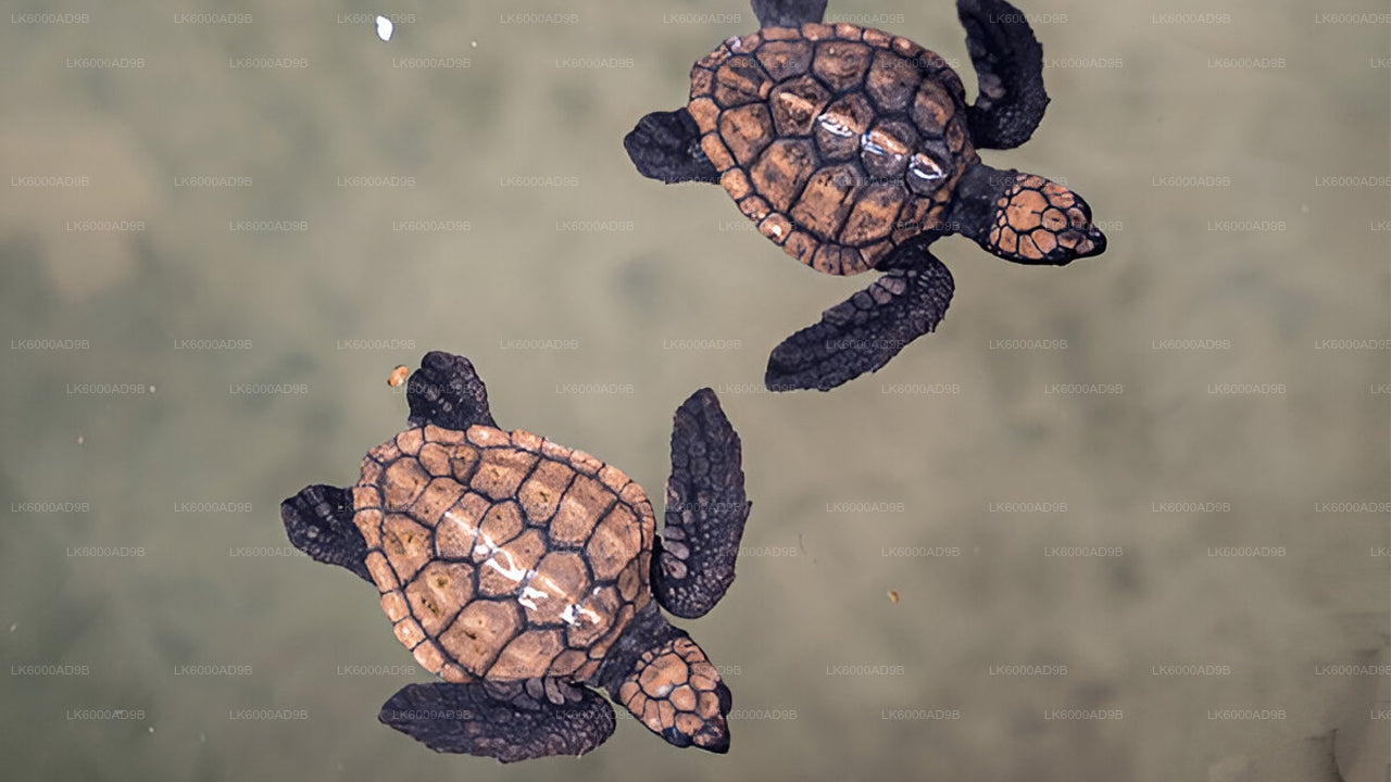 Southern Coast Highlights from Kosgoda