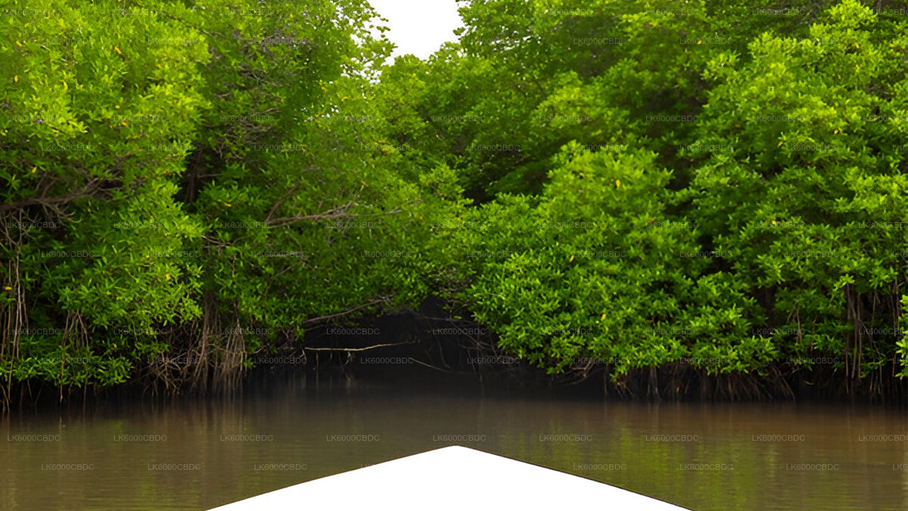 Bentota City tour and Galle from Kosgoda