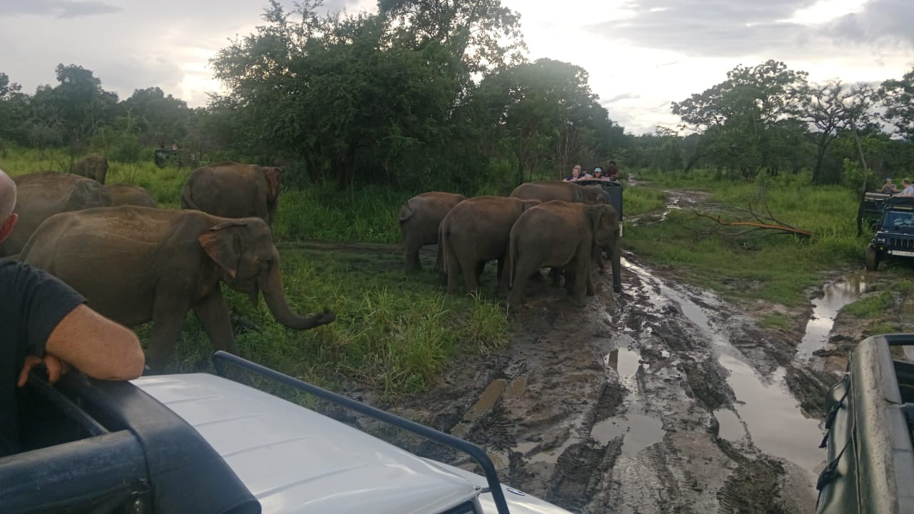Safari por el patrimonio de Polonnaruwa y el parque ecológico Hurulu desde Pasikuda