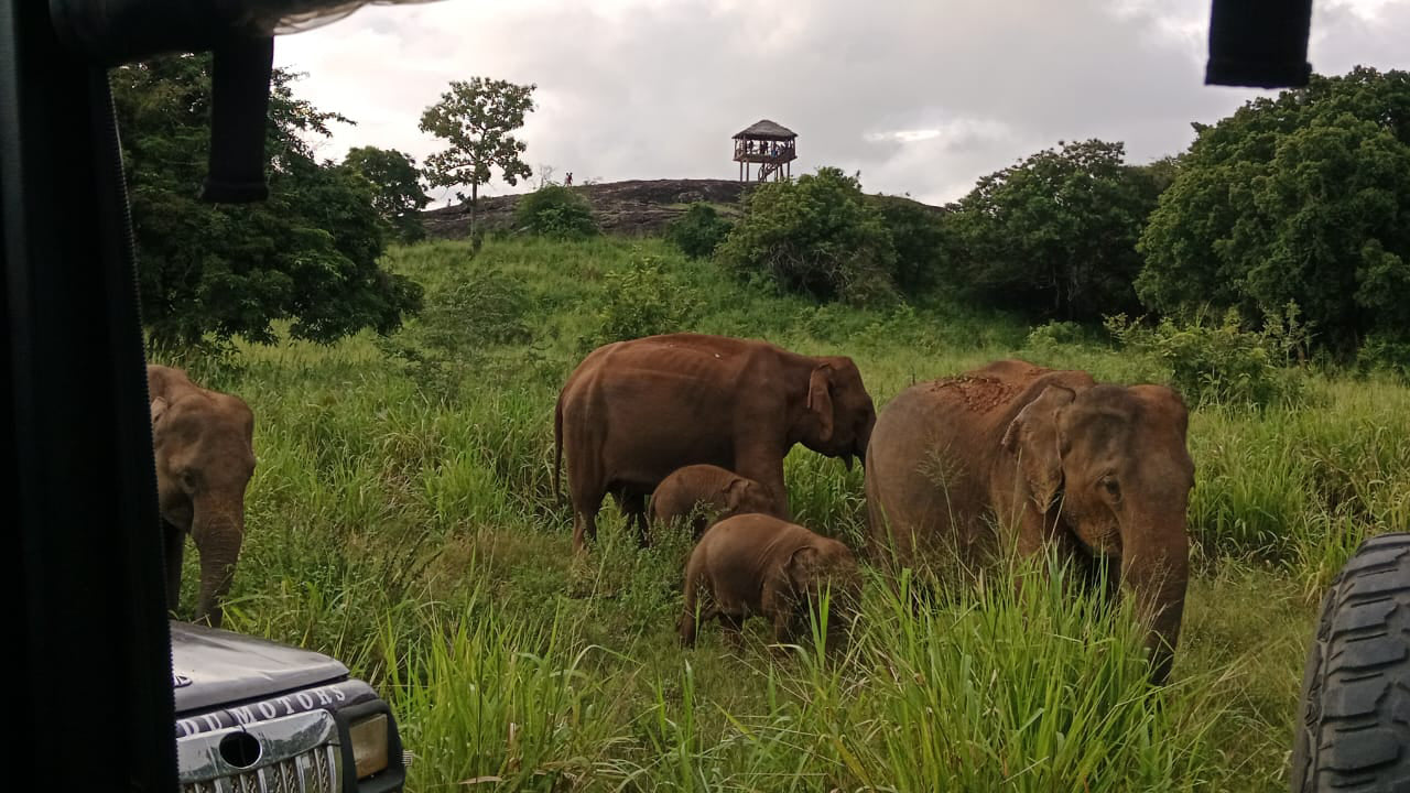 Safari por el patrimonio de Polonnaruwa y el parque ecológico Hurulu desde Pasikuda