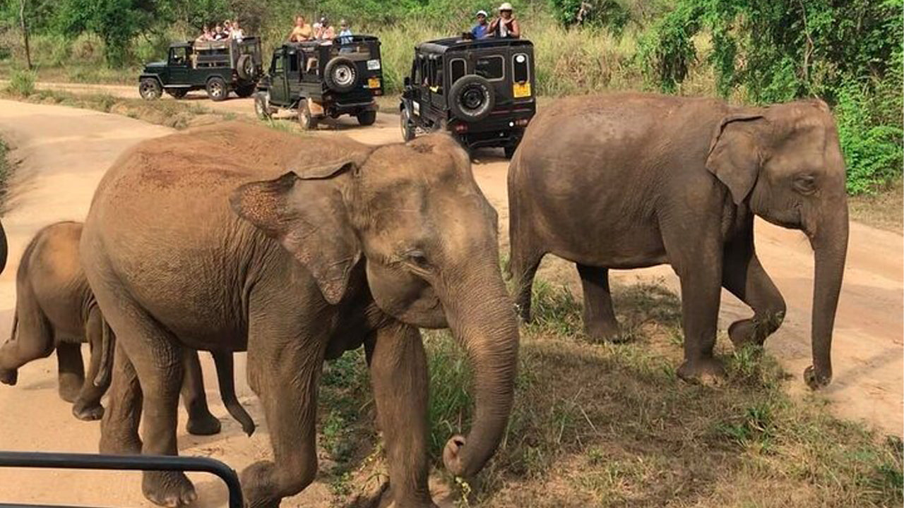 Safari por el patrimonio de Polonnaruwa y el parque ecológico Hurulu desde Pasikuda
