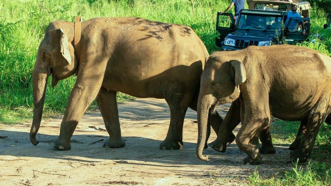 Safari por el patrimonio de Polonnaruwa y el parque ecológico Hurulu desde Pasikuda