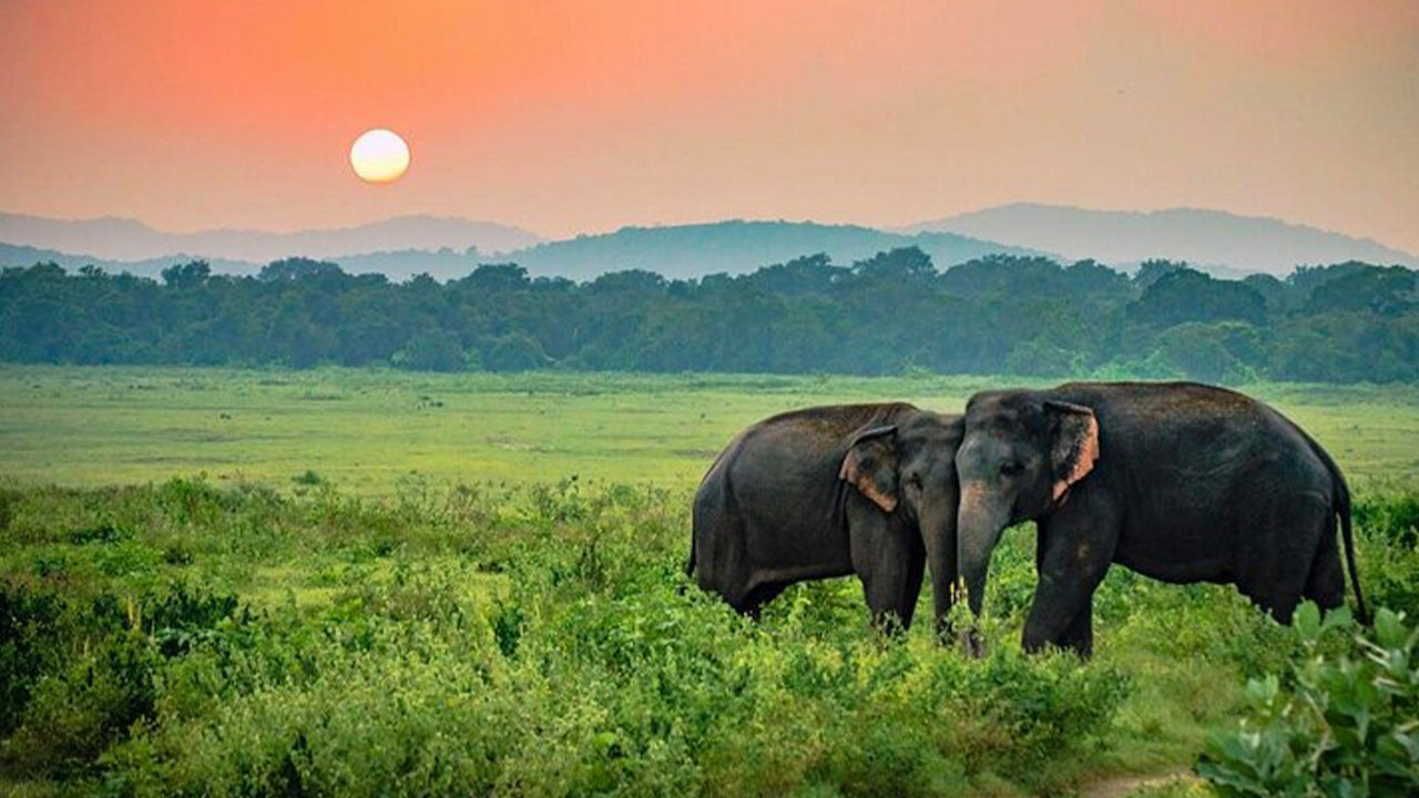 Safari por el Parque Nacional Udawalawe desde Ahangama