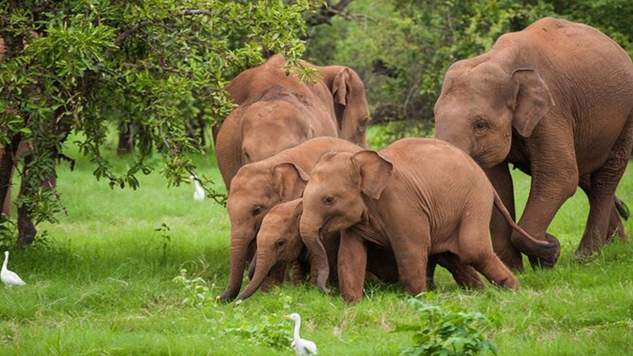 Safari por el Parque Nacional Udawalawe desde Ahangama
