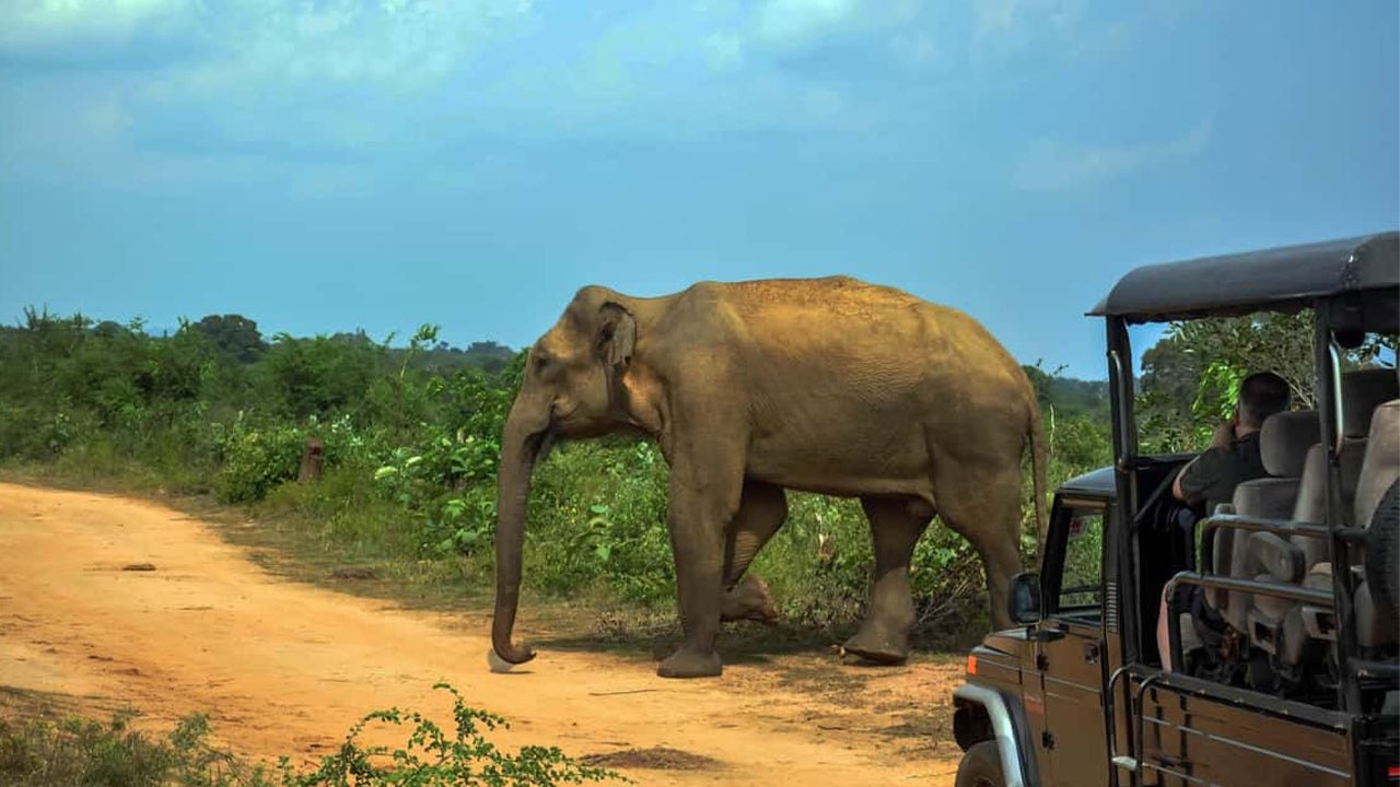 Safari por el Parque Nacional Udawalawe desde Ahangama