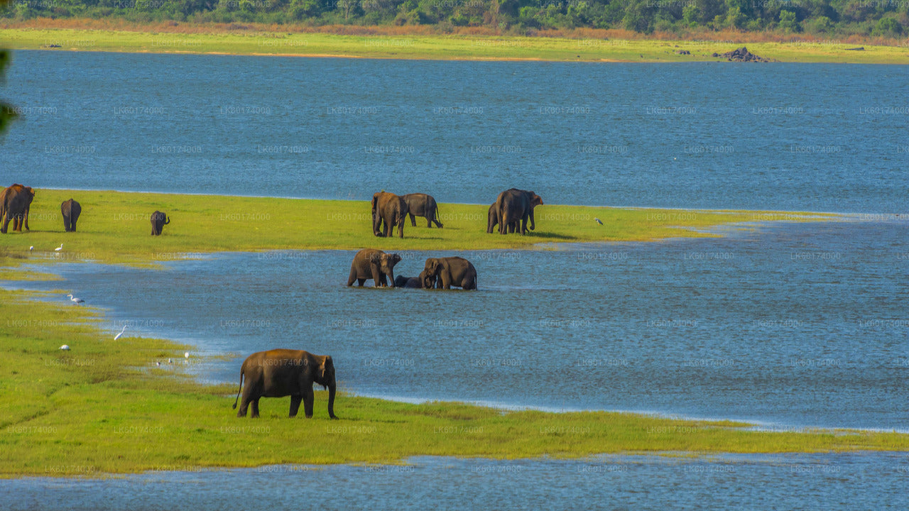 Safari en el Parque Nacional Minneriya desde Kitulgala