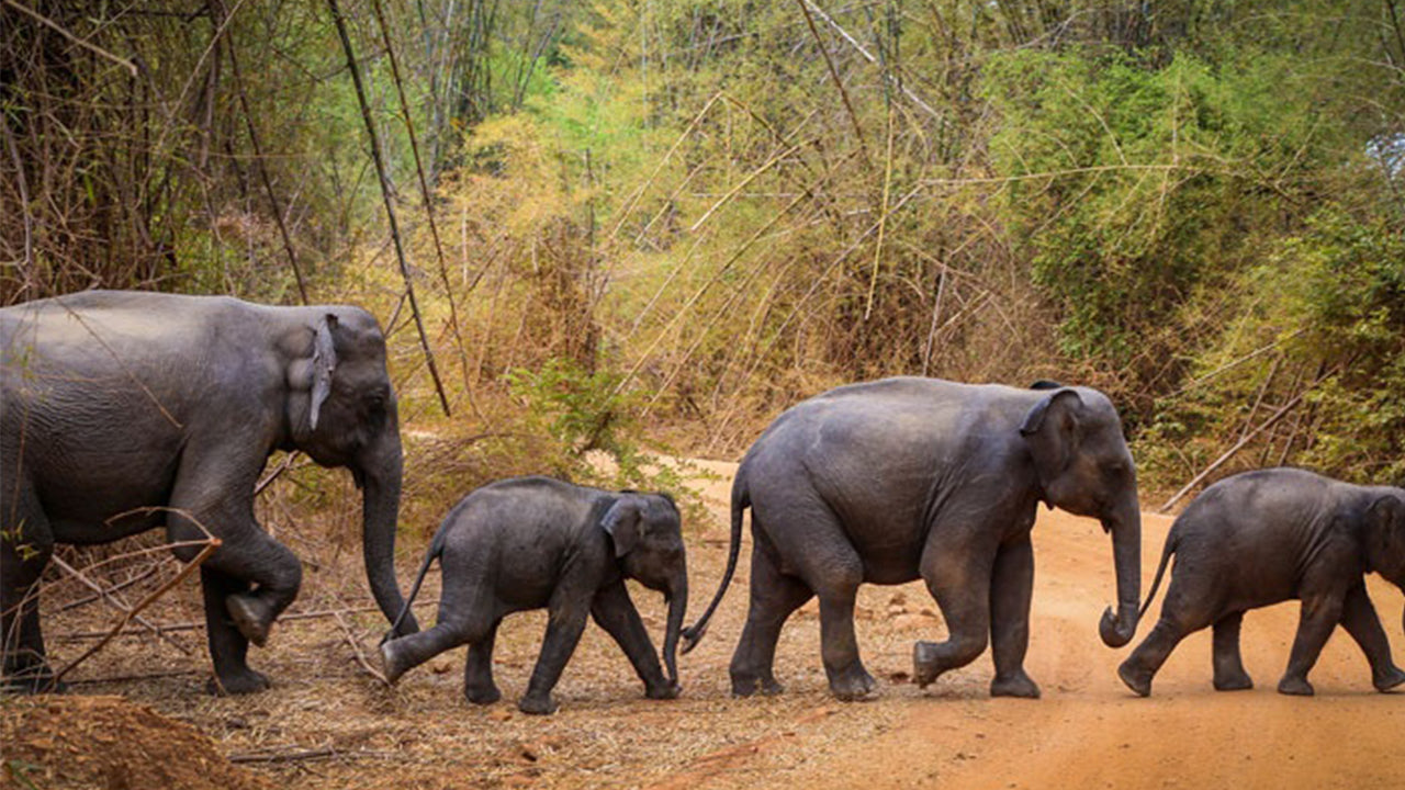 Safari en el Parque Nacional Wasgamuwa desde Kandy