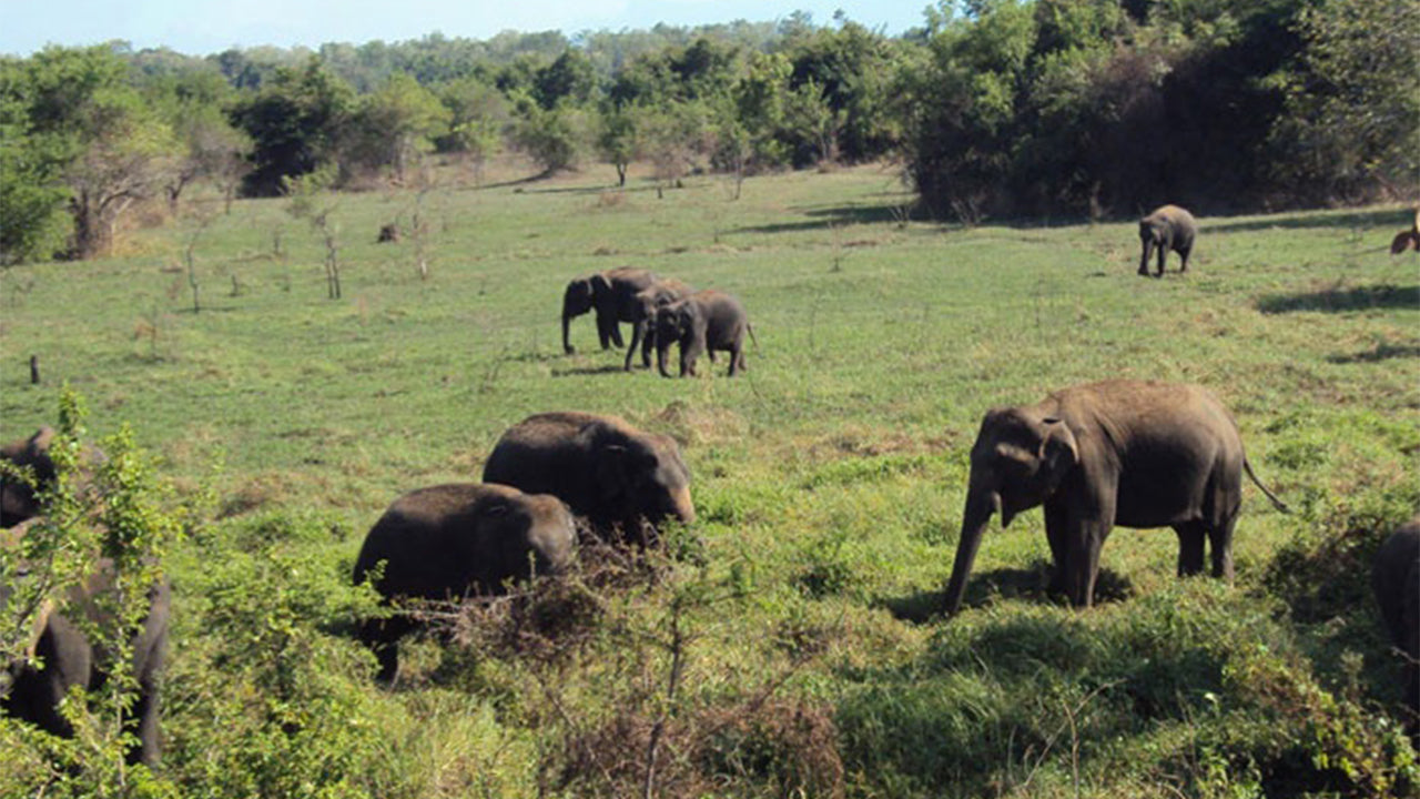 Safari en el Parque Nacional Wasgamuwa desde Kandy