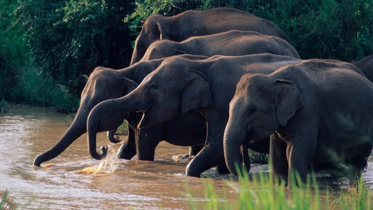 Safari en el Parque Nacional Wasgamuwa desde Kandy
