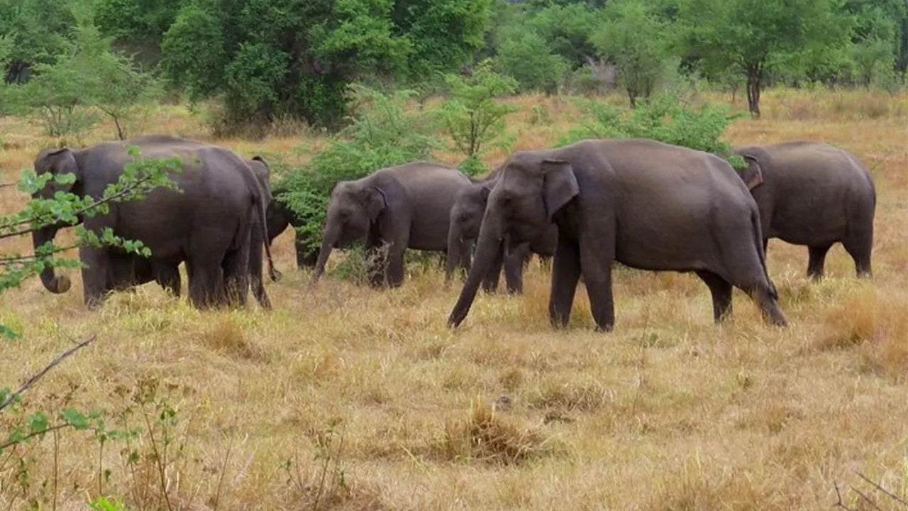 Safari en el Parque Nacional Wasgamuwa desde Kandy