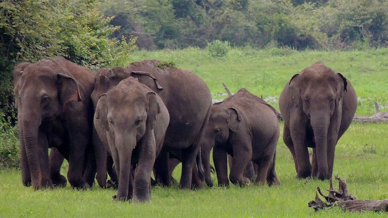 Safari en el Parque Nacional Wasgamuwa desde Kandy