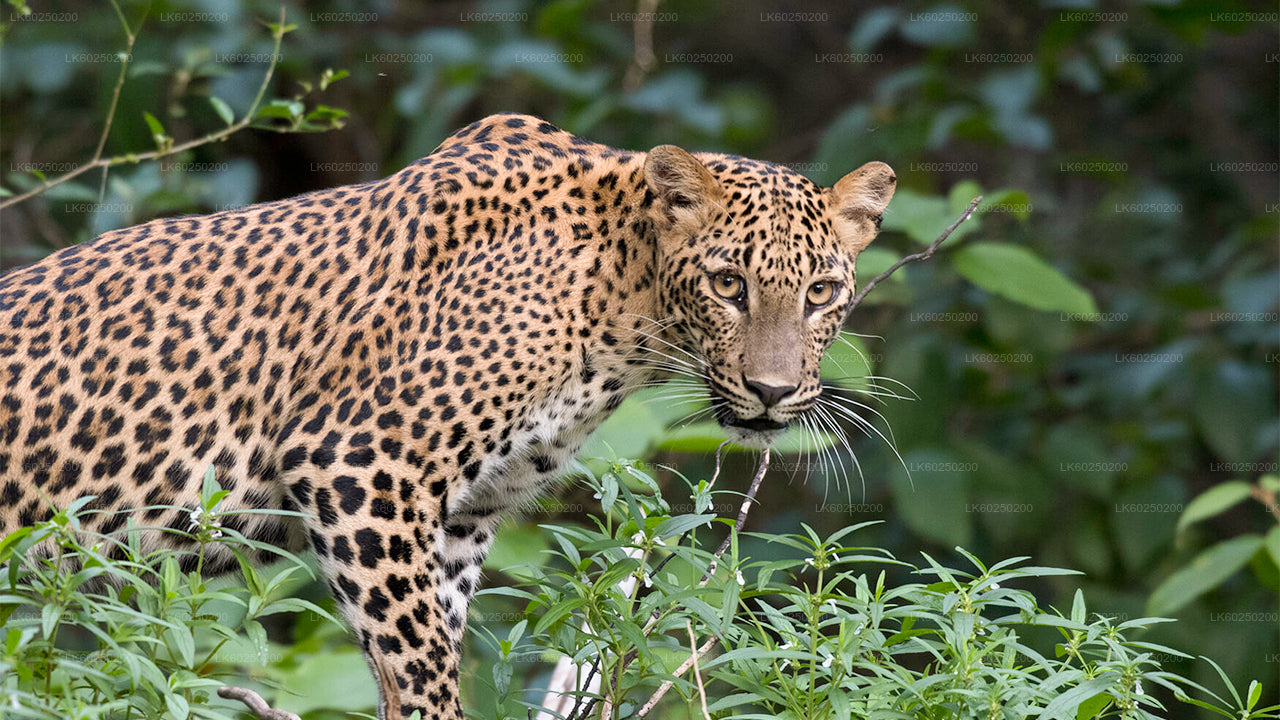Safari por el Parque Nacional Yala desde Unawatuna