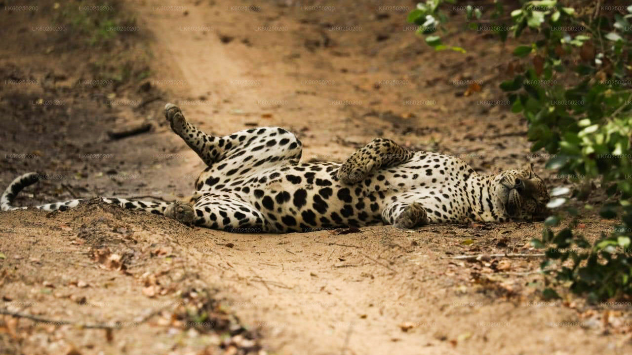 Safari por el Parque Nacional Yala desde Unawatuna