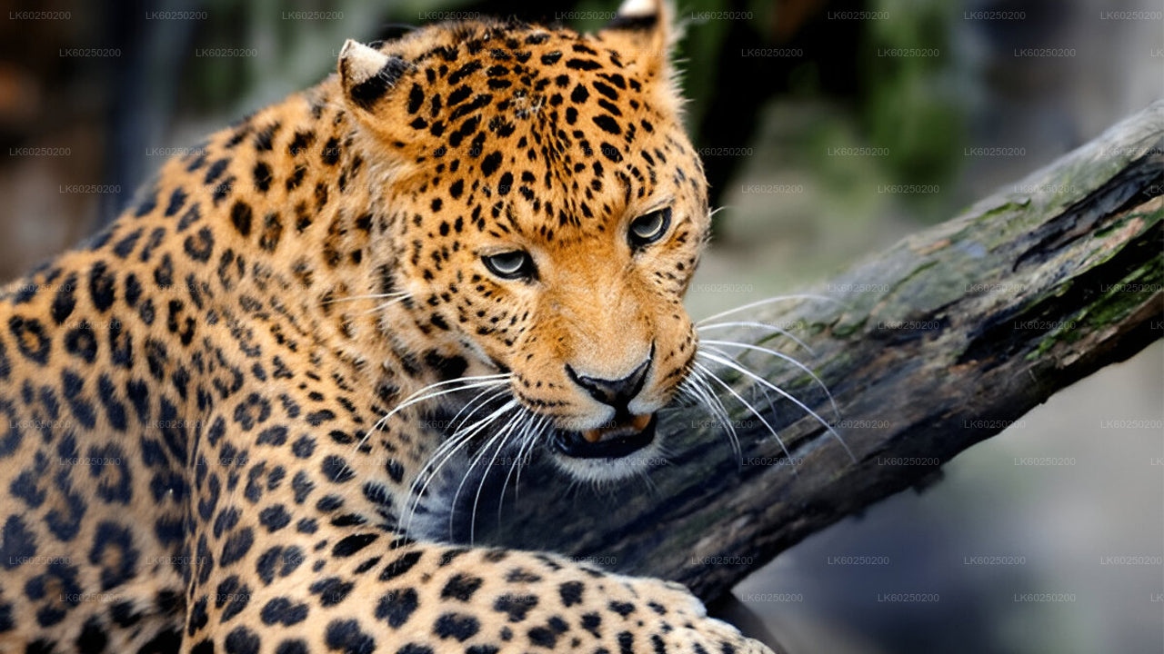Safari por el Parque Nacional Yala desde Unawatuna