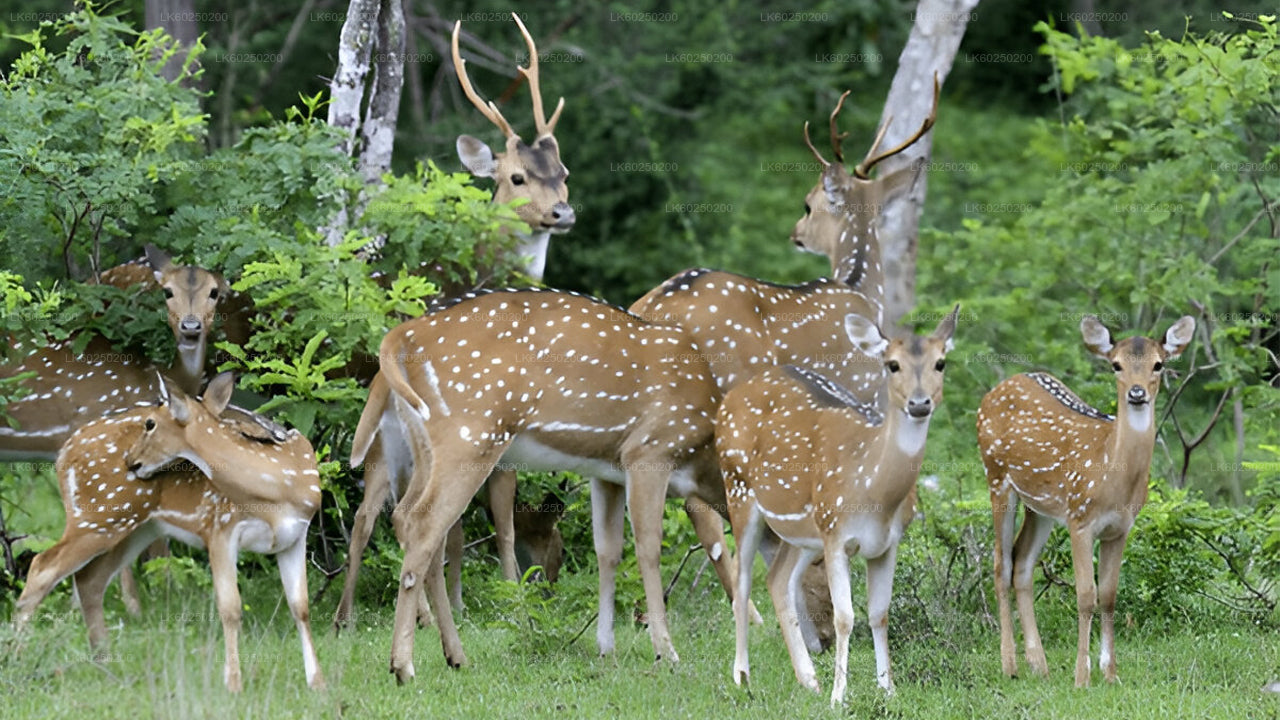 Safari por el Parque Nacional Yala desde Unawatuna