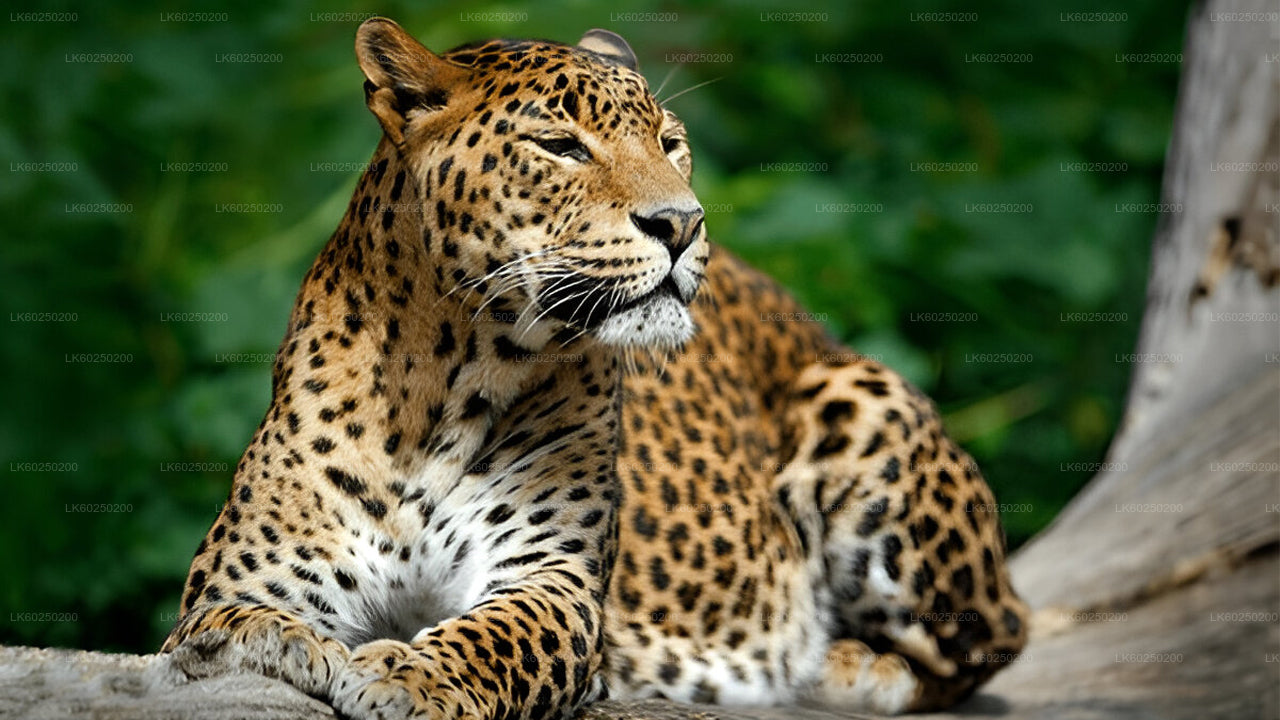 Safari por el Parque Nacional Yala desde Unawatuna
