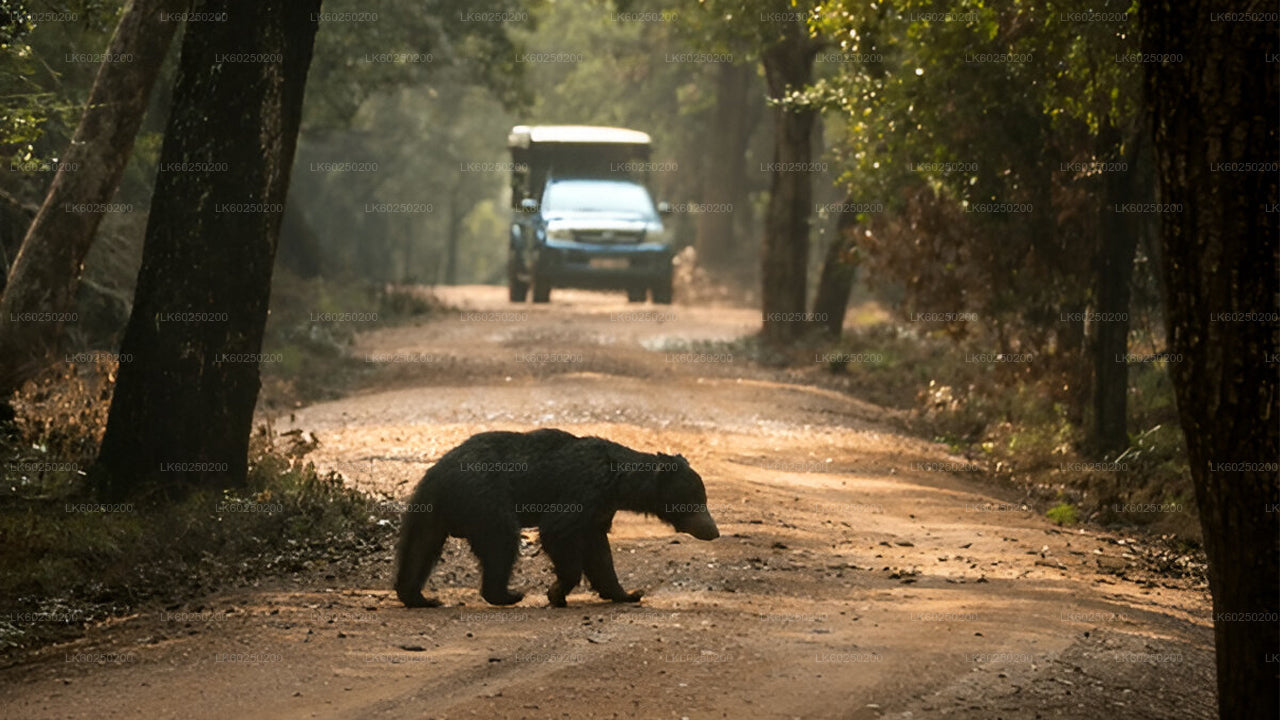 Safari por el Parque Nacional Yala desde Unawatuna