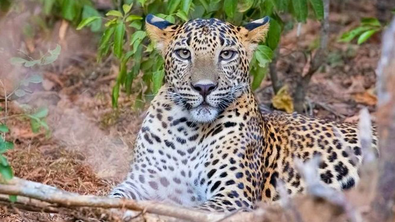 Safari en el Parque Nacional de Yala desde Weligama