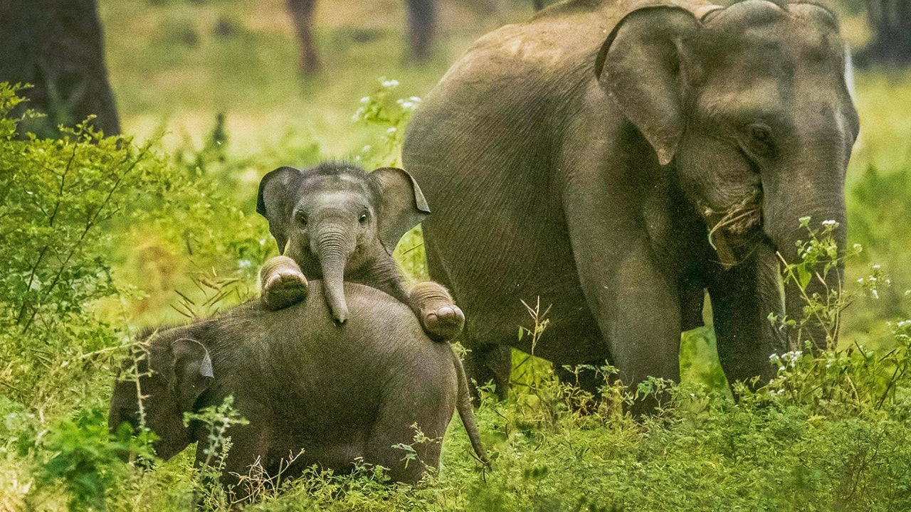 Safari en el Parque Nacional de Yala desde Weligama
