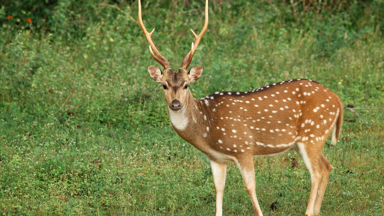 Safari en el Parque Nacional de Yala desde Weligama